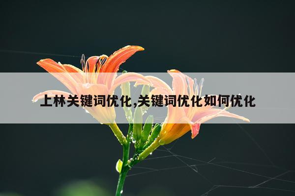 上林关键词优化,关键词优化如何优化