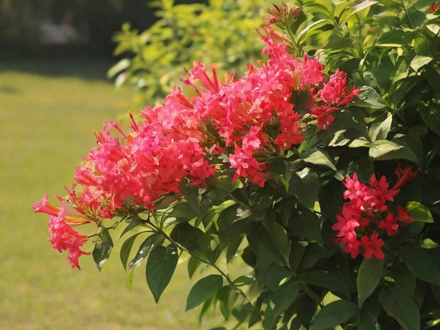 钱串子花怎么养,钱串子花怎么养才旺盛