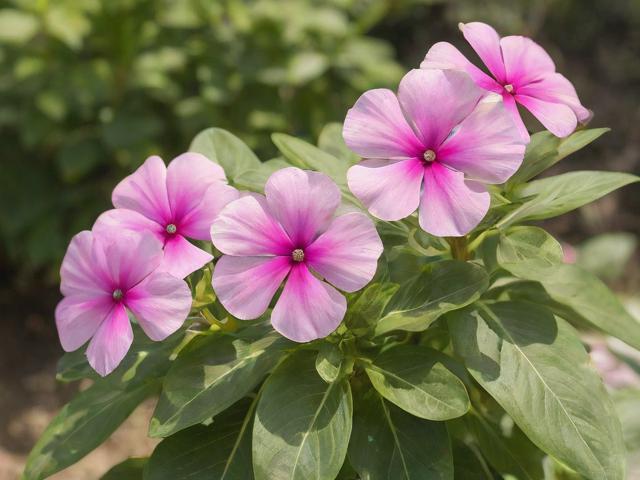 舌叶花怎么养,舌叶花养多久才能开花
